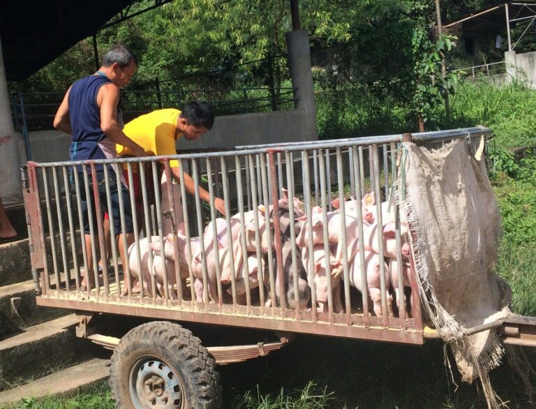 SENTINEL PIGLETS. Siring kan yaon sa retratong ini an klase kan sentinel piglets na pigdidistribuer kan Department of Agriculture-Bicol sa mga lugar na boot maaraman kun libre sa ASF o dae, bago idagos an swine repopulation program kan gobyerno nasyunal. (DA5)