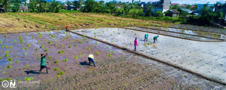 MGA rice farmers sa syudad nin Naga na makikinabang sa dugang na rice milling machine asin duwang rice dryers na itatao kan DA sa lokal na gobyerno.