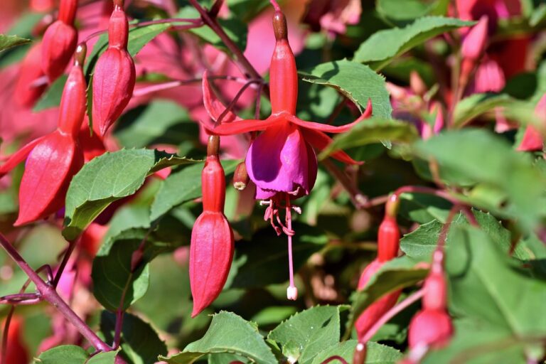 fuchsias, flowers, crocosmias-3563505.jpg
